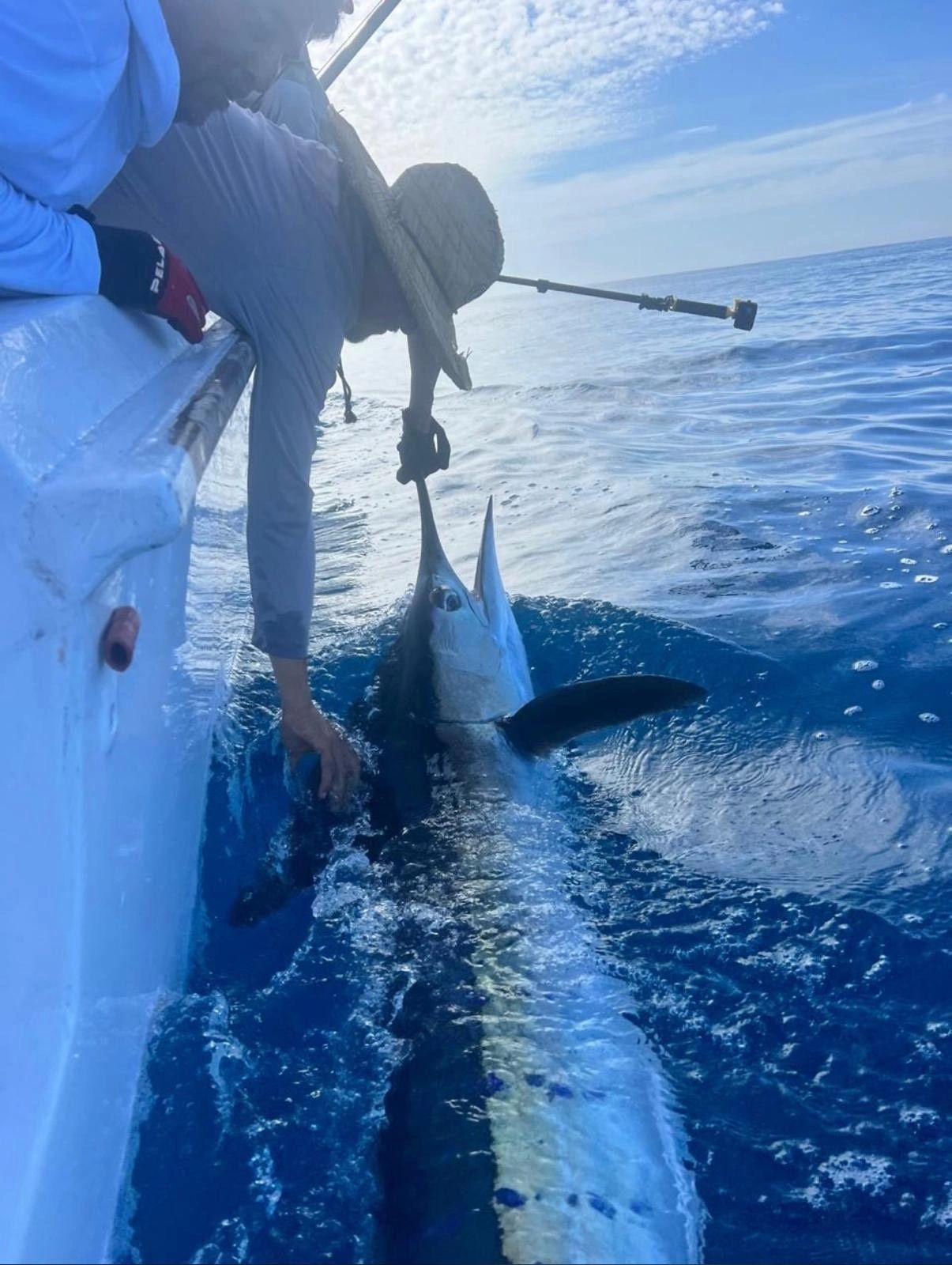 Marlin caught and released beside the boat